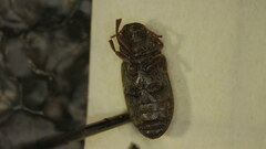 Blapstinus
