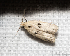 Scythropiodes issikii