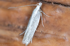 Megacraspedus plutella