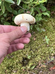 Lactarius resimus