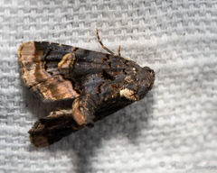 Homophoberia apicosa