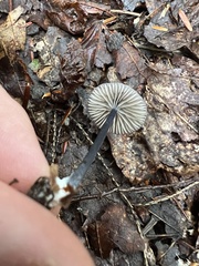 Cyanula
