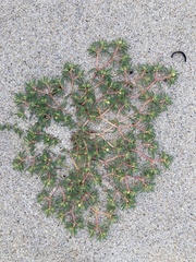 Euphorbia polygonifolia