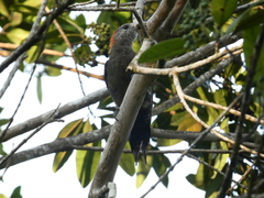 Melanerpes radiolatus
