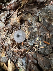 Cyanula
