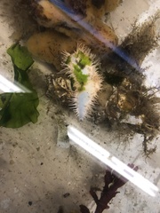 Eupentacta quinquesemita