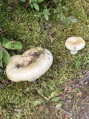 Lactarius resimus