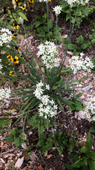 Allium tuberosum