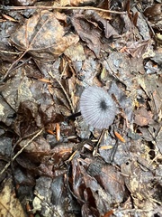Cyanula