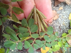 Indigofera spicata