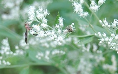 Thyris maculata