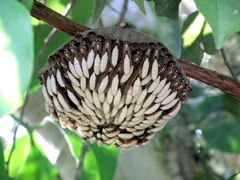 Apoica pallens