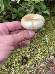 Lactarius resimus