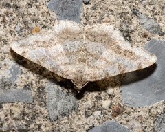 Digrammia ocellinata