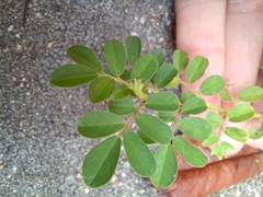 Indigofera spicata
