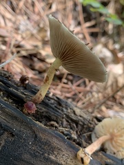 Pholiota polychroa
