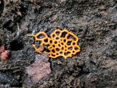 Hemitrichia serpula