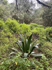 Agave atrovirens