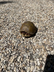 Terrapene carolina triunguis