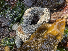 Evasterias troschelii