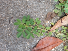 Indigofera spicata