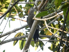 Melanerpes radiolatus