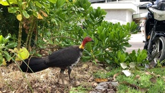 Alectura lathami lathami