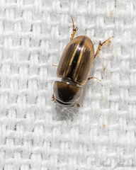 Labarrus cincticulus