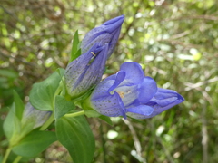 Gentiana sceptrum
