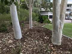 Alectura lathami lathami