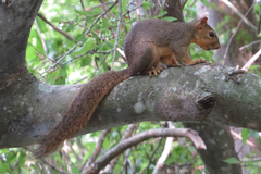 Sciurus niger limitis