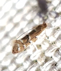 Cameraria caryaefoliella