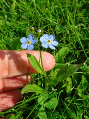 Myosotis laxa