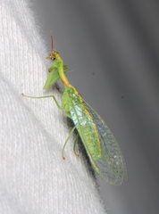 Zeugomantispa minuta