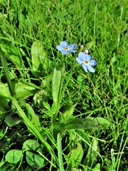 Myosotis laxa
