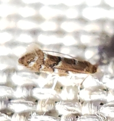Cameraria caryaefoliella