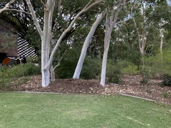 Alectura lathami lathami