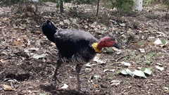 Alectura lathami lathami