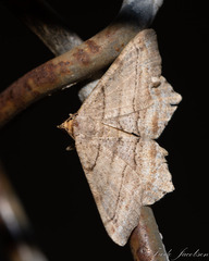 Macaria multilineata