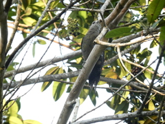 Melanerpes radiolatus