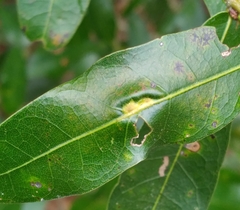 Macrodiplosis qoruca