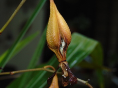 Encyclia parviflora