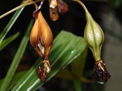 Encyclia parviflora