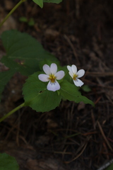 Viola canadensis