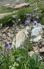 Veronica gentianoides