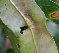 Macrodiplosis qoruca