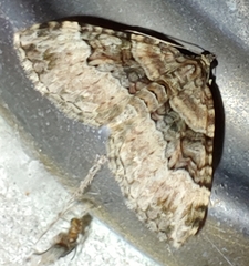 Xanthorhoe lacustrata