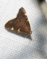 Hypsopygia olinalis