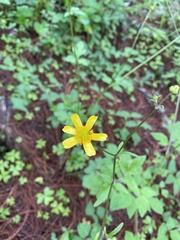 Ranunculus petiolaris