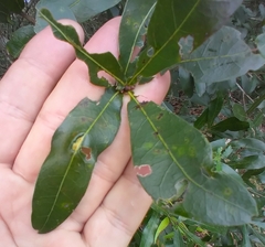 Macrodiplosis qoruca